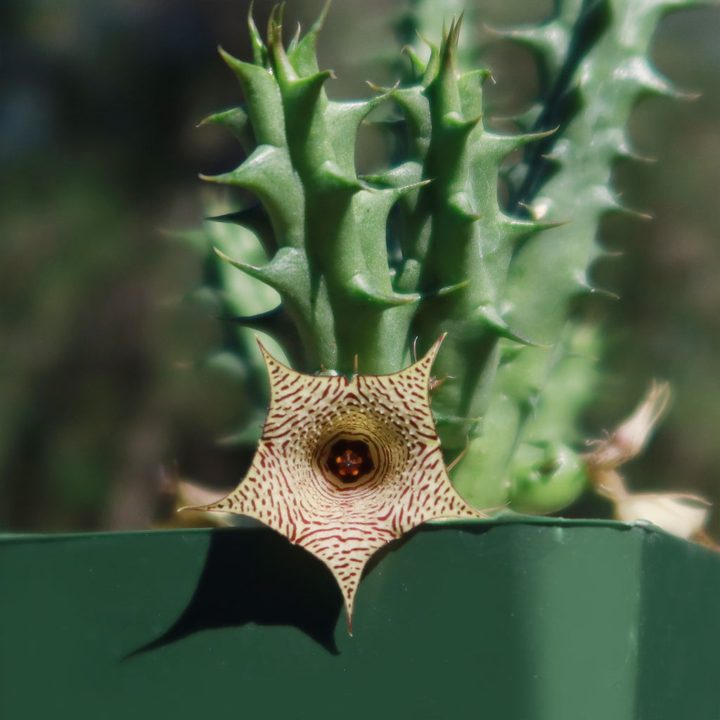 Huernia Sudanensis