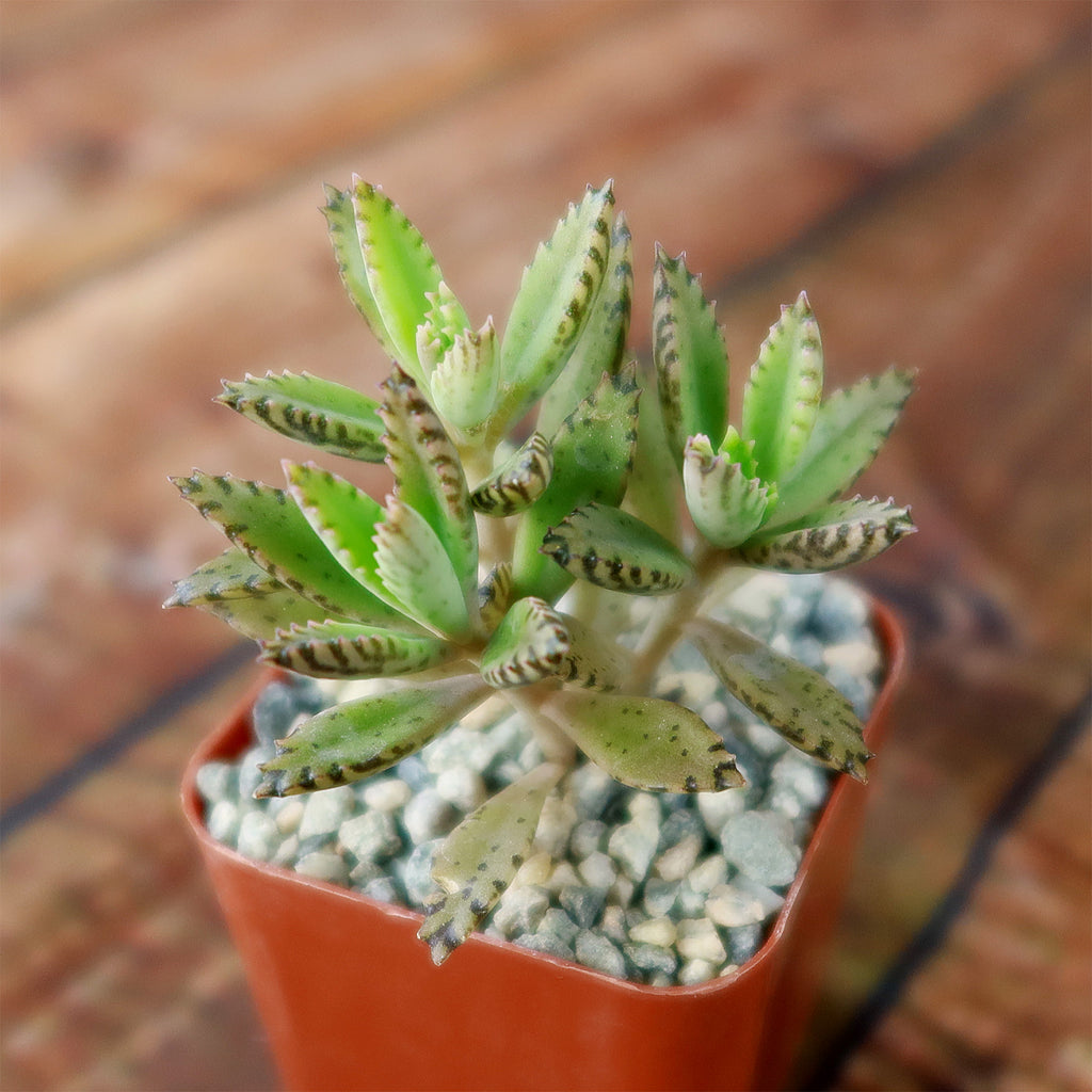 Hybrid Mother of Millions ‘Kalanchoe houghtonii’