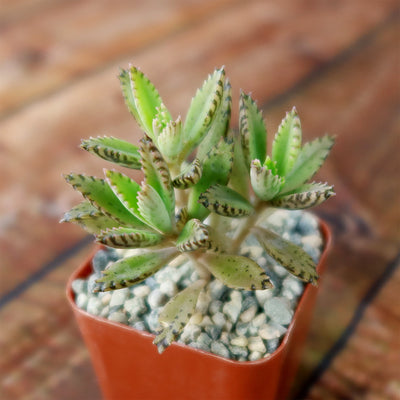 succulent plant price in philippines Hybrid Mother of Millions ‘Kalanchoe houghtonii’ 4" Pot