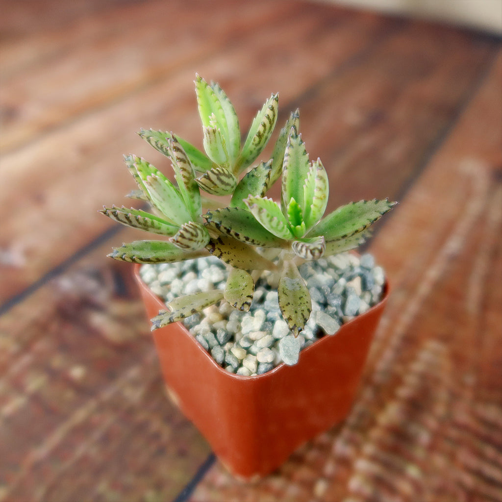 Hybrid Mother of Millions ‘Kalanchoe houghtonii’