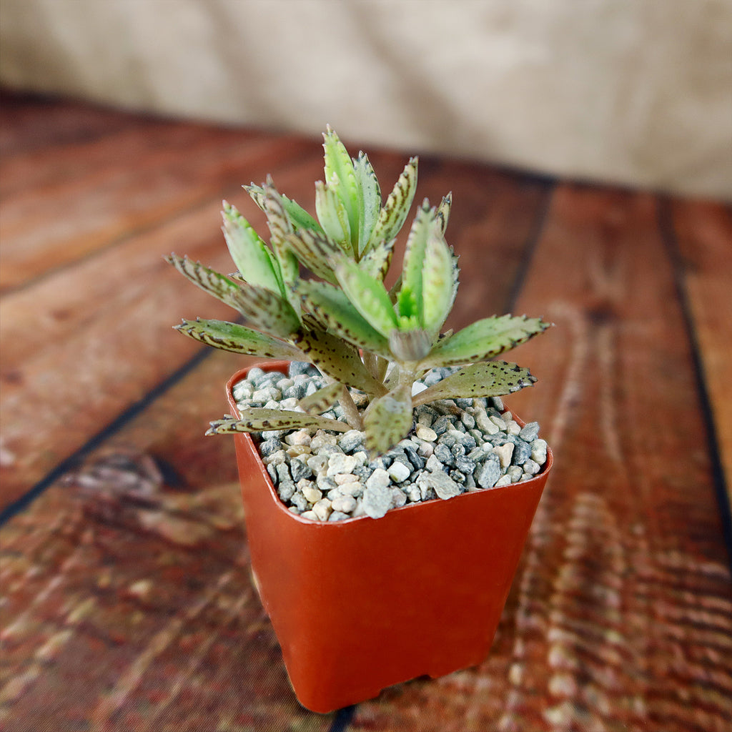 Hybrid Mother of Millions ‘Kalanchoe houghtonii’