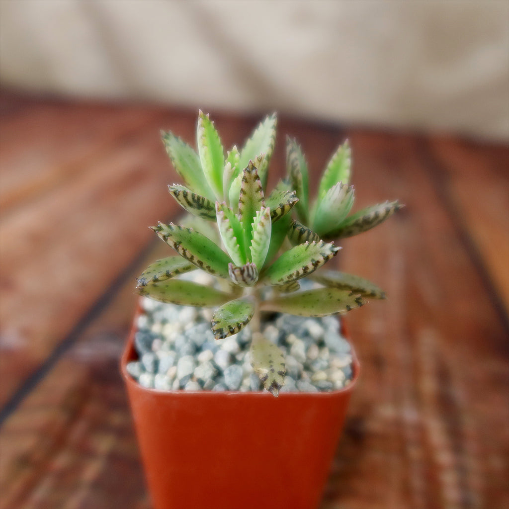 Hybrid Mother of Millions ‘Kalanchoe houghtonii’