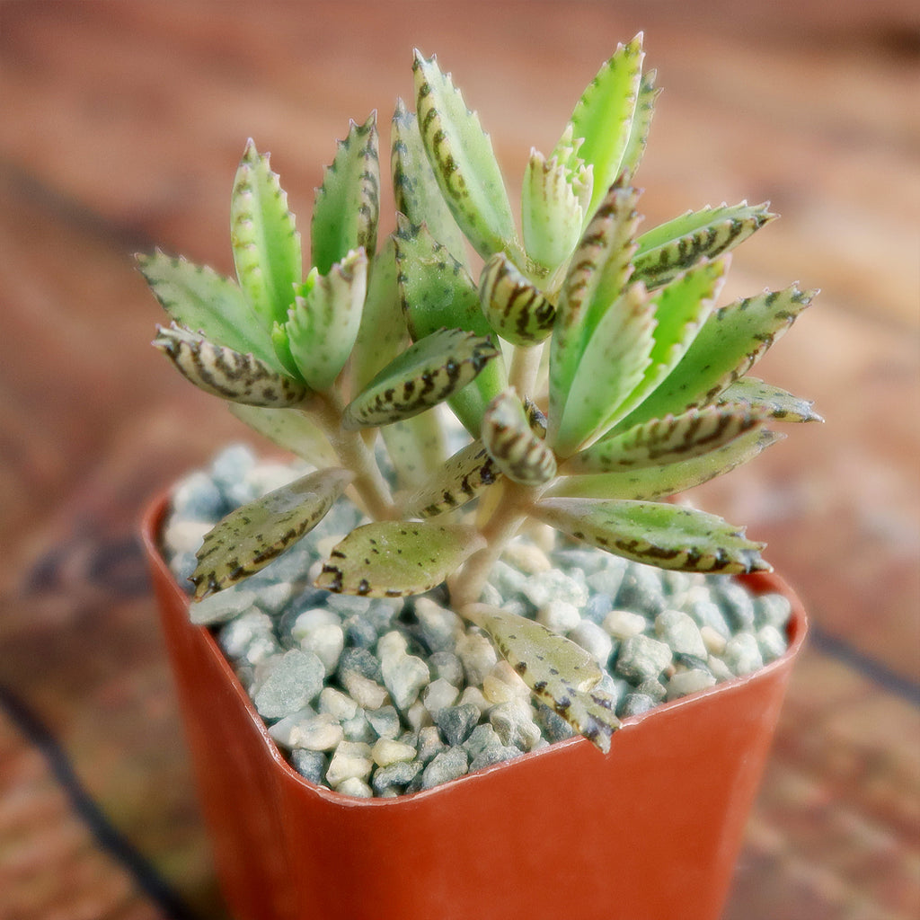 Hybrid Mother of Millions ‘Kalanchoe houghtonii’