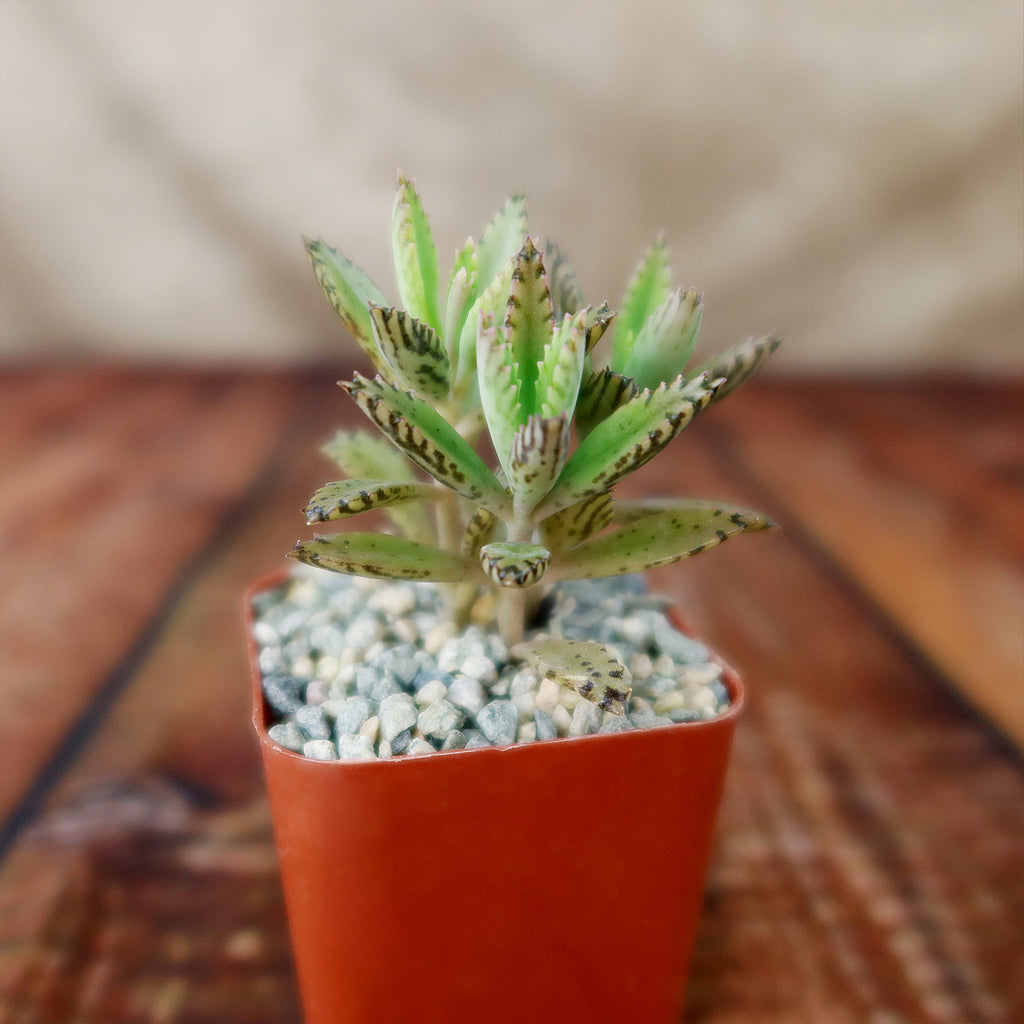 Hybrid Mother of Millions ‘Kalanchoe houghtonii’