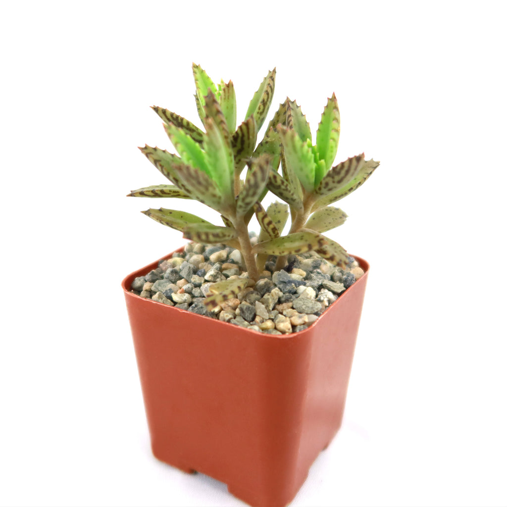 Hybrid Mother of Millions ‘Kalanchoe houghtonii’