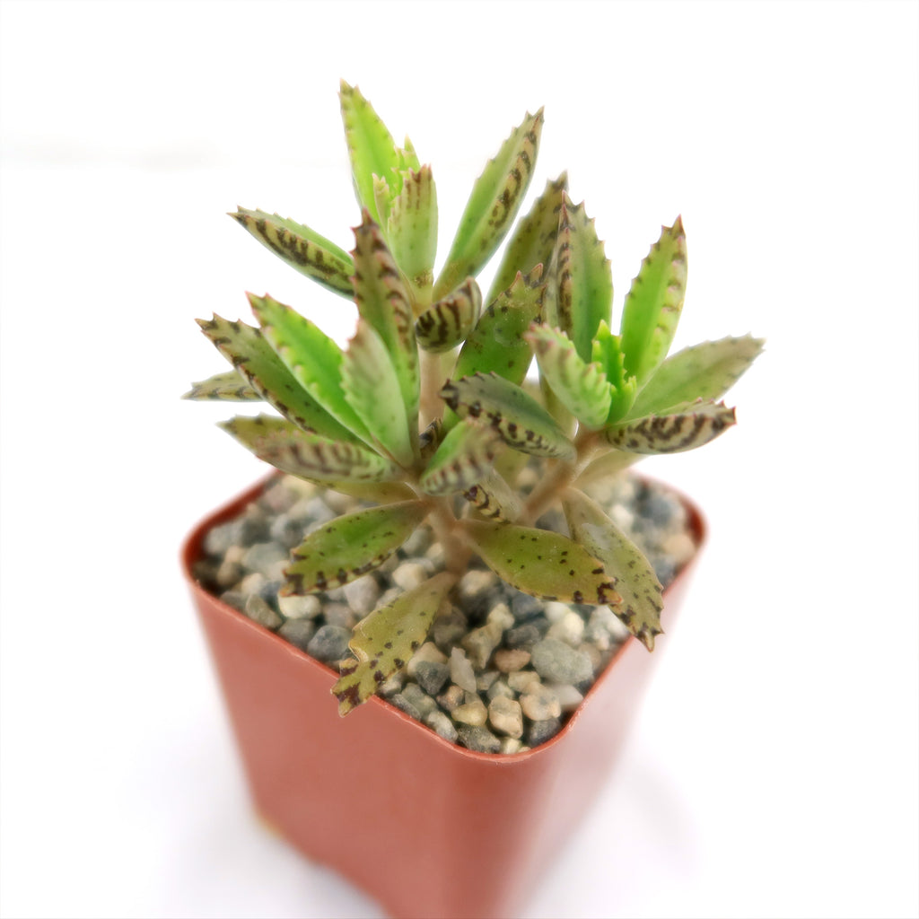 Hybrid Mother of Millions ‘Kalanchoe houghtonii’