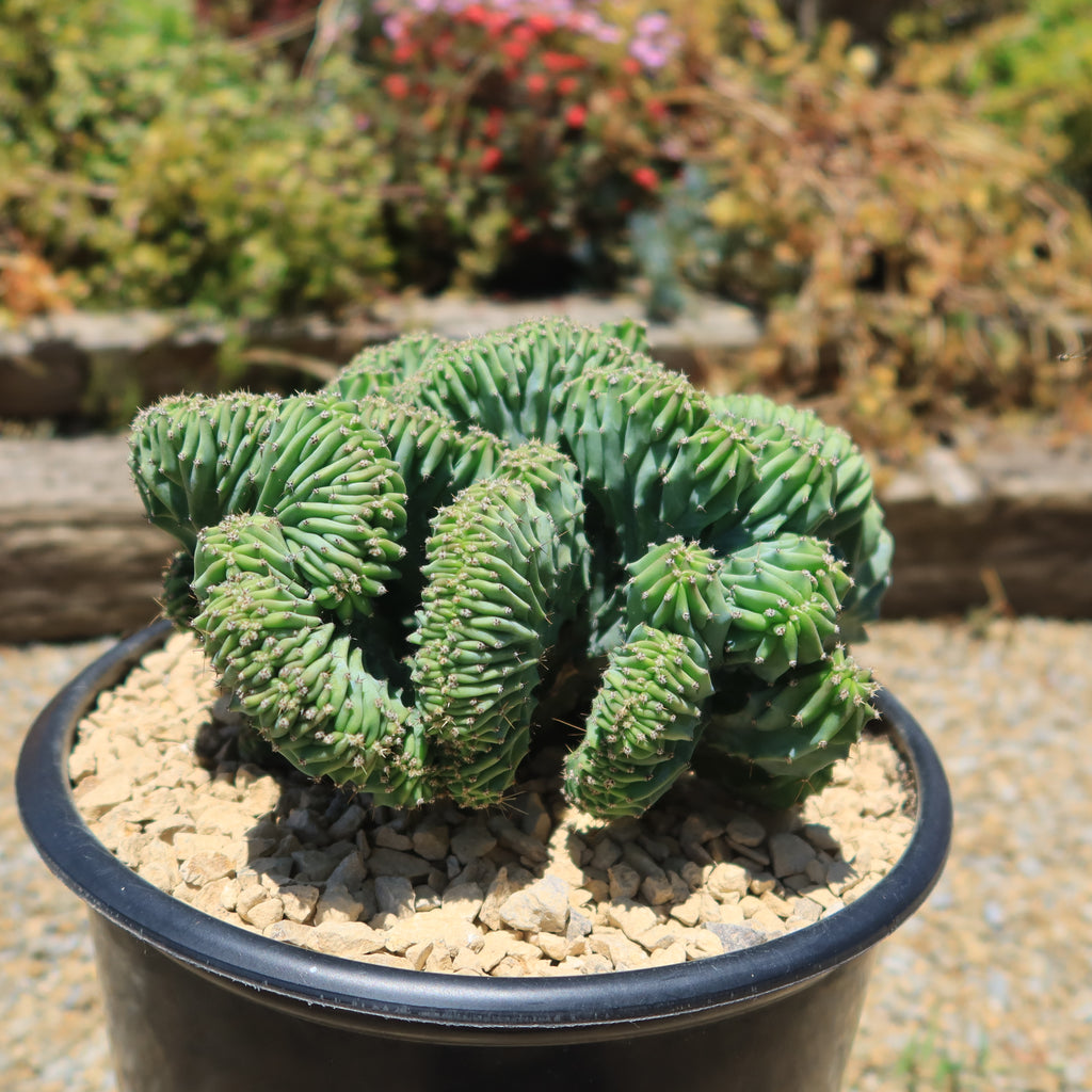 Myrtillocactus geometrizans Crested &