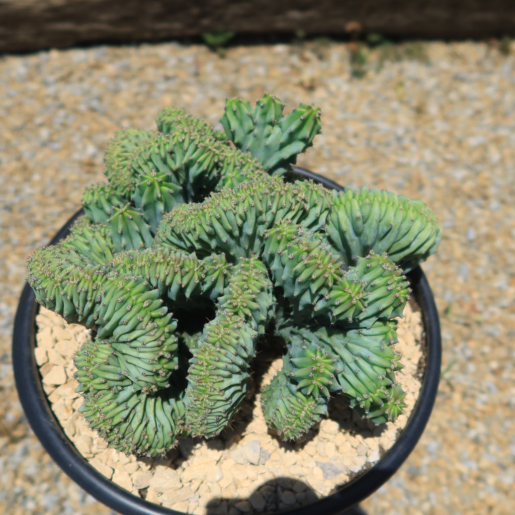 Myrtillocactus geometrizans Crested &