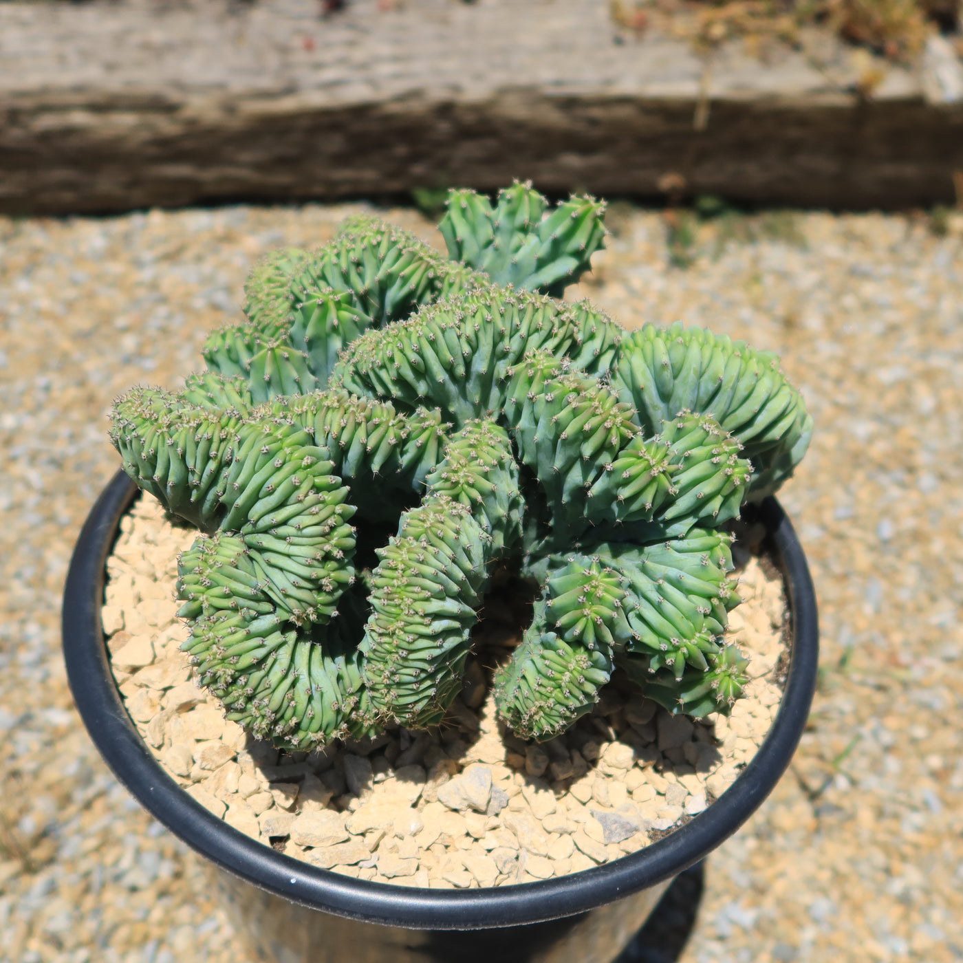 crested myrtillocactus geometrizans succulent Shop 'Myrtillocactus geometrizans Crested Elite' Care and Growing Guide