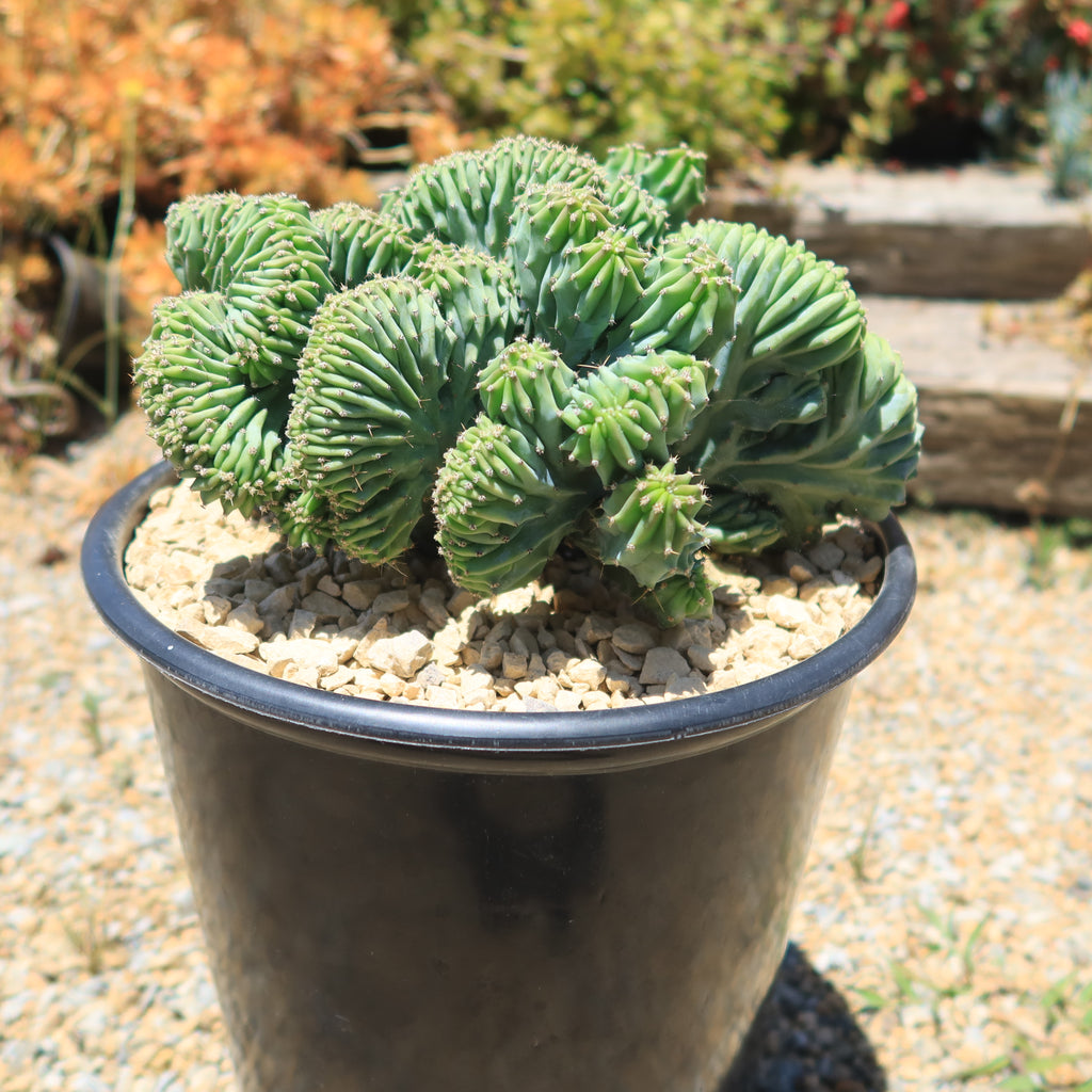 Myrtillocactus geometrizans Crested &