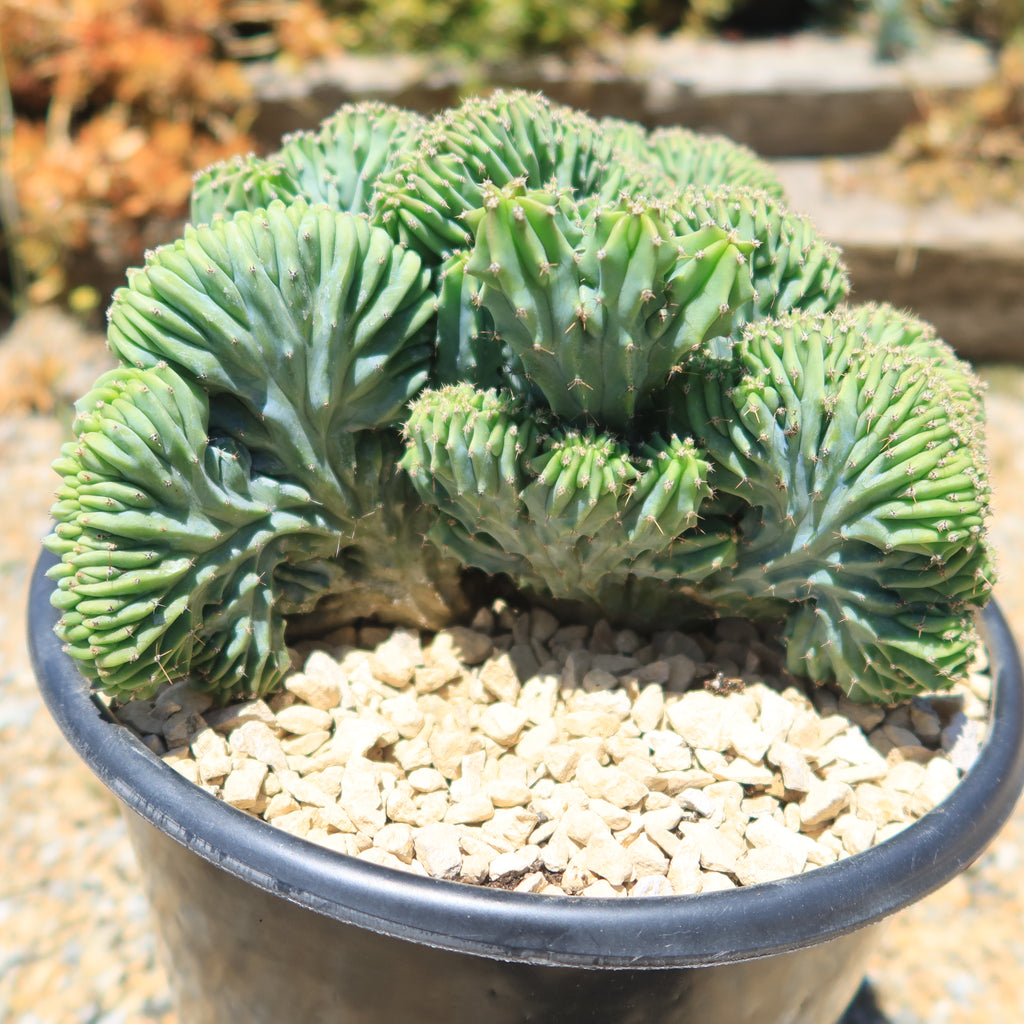 Myrtillocactus geometrizans Crested &