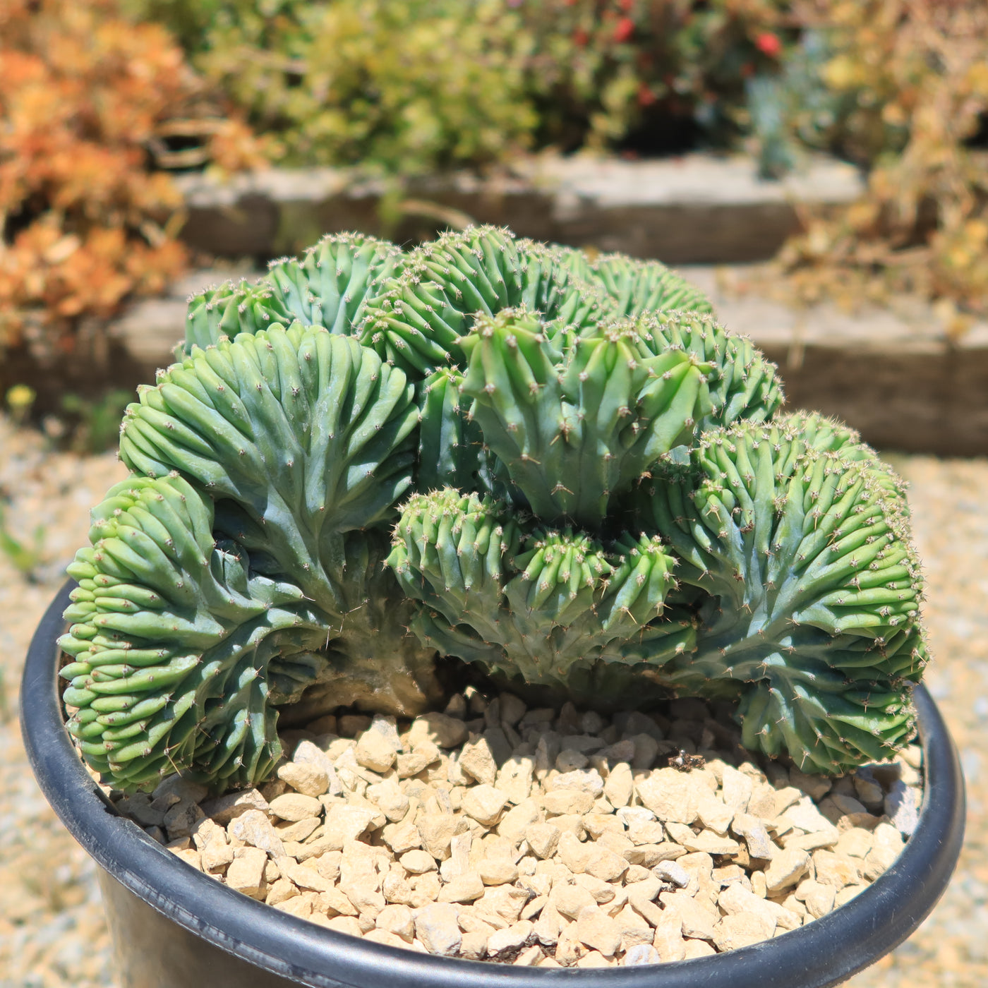 crested myrtillocactus geometrizans succulent Shop 'Myrtillocactus geometrizans Crested Elite' Care and Growing Guide