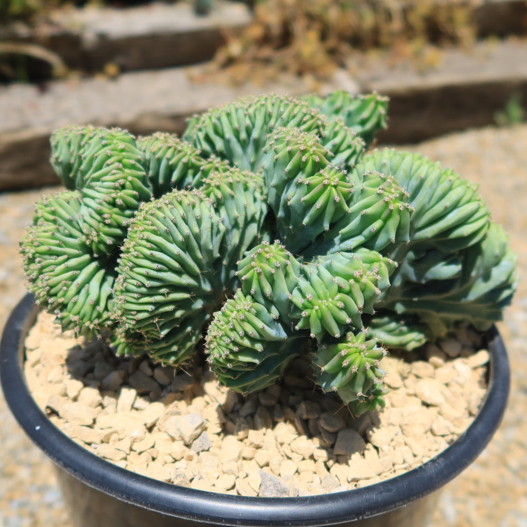 Myrtillocactus geometrizans Crested &