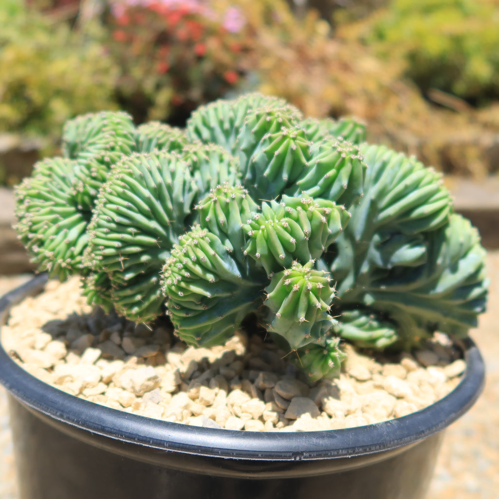 Myrtillocactus geometrizans Crested &