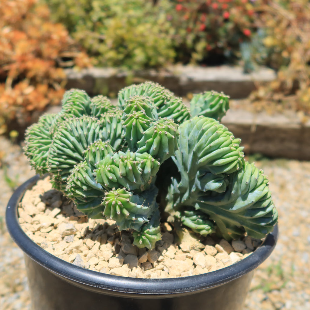 Myrtillocactus geometrizans Crested &