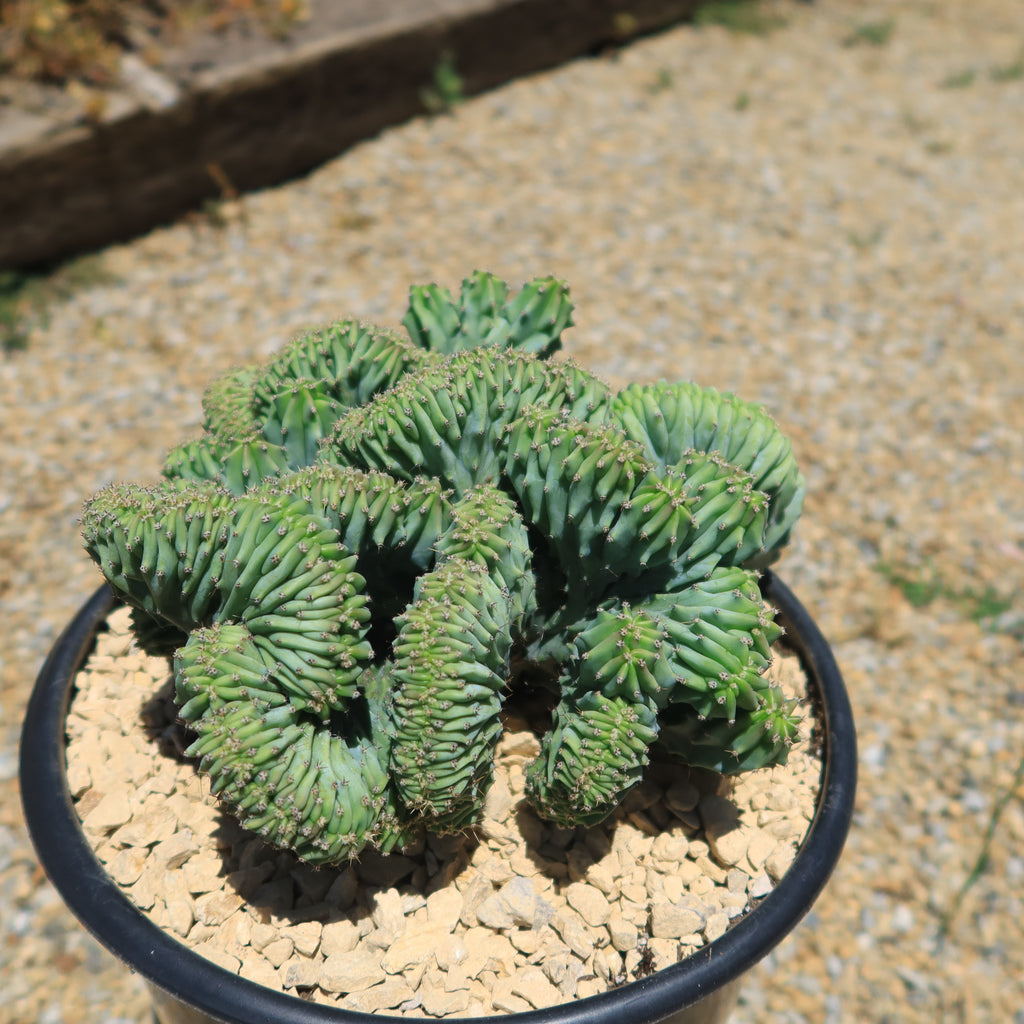 Myrtillocactus geometrizans Crested &