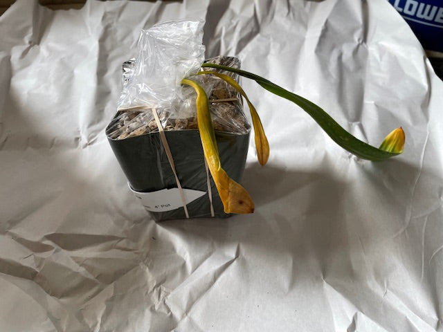 Moonlight Cactus ‘Cereus spegazzinii’