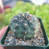 Gymnocalycium lukasikii