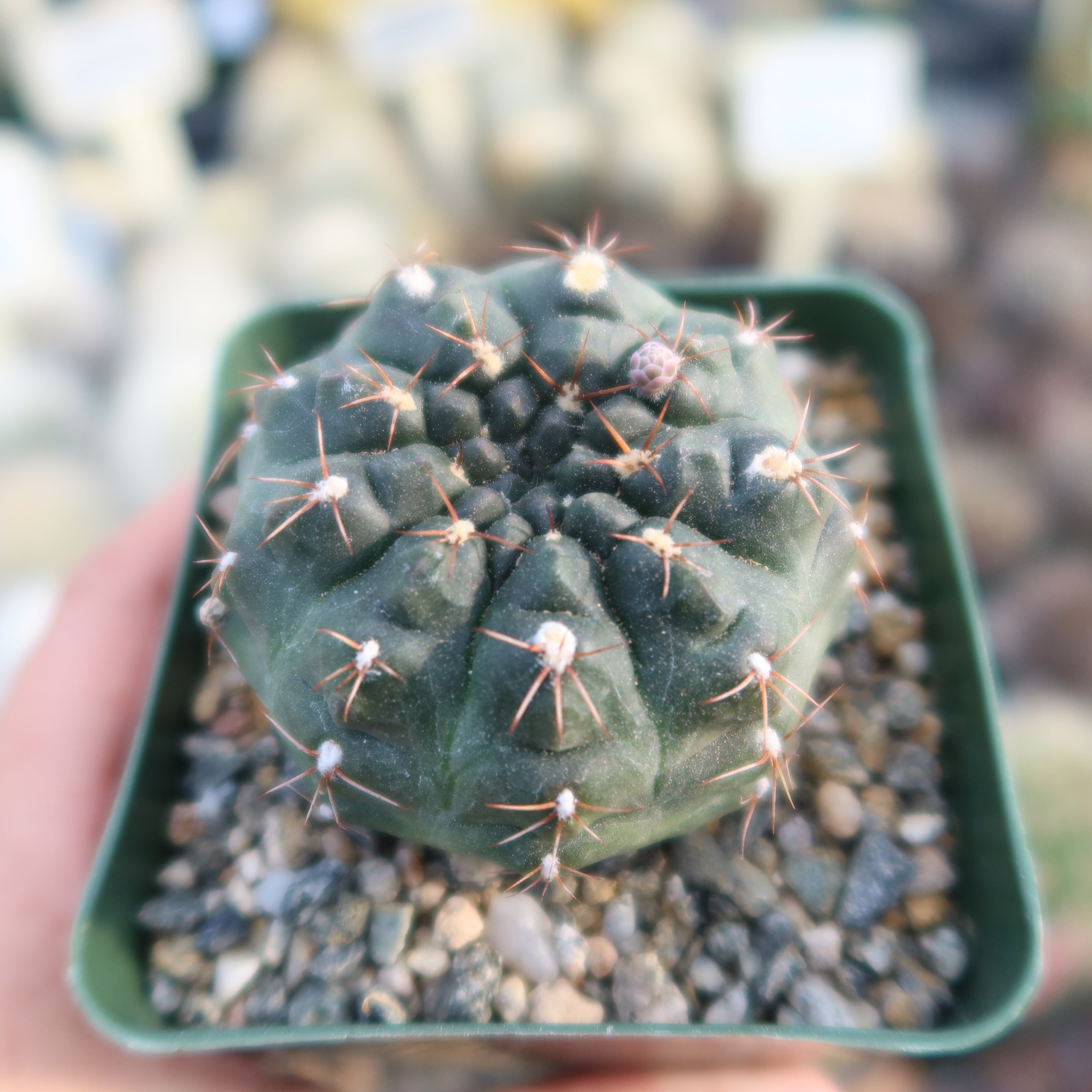 Gymnocalycium lukasikii