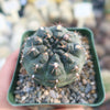 Gymnocalycium lukasikii