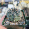 Gymnocalycium lukasikii