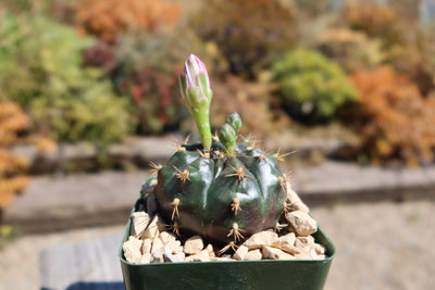 Gymnocalycium damsii rotundulum