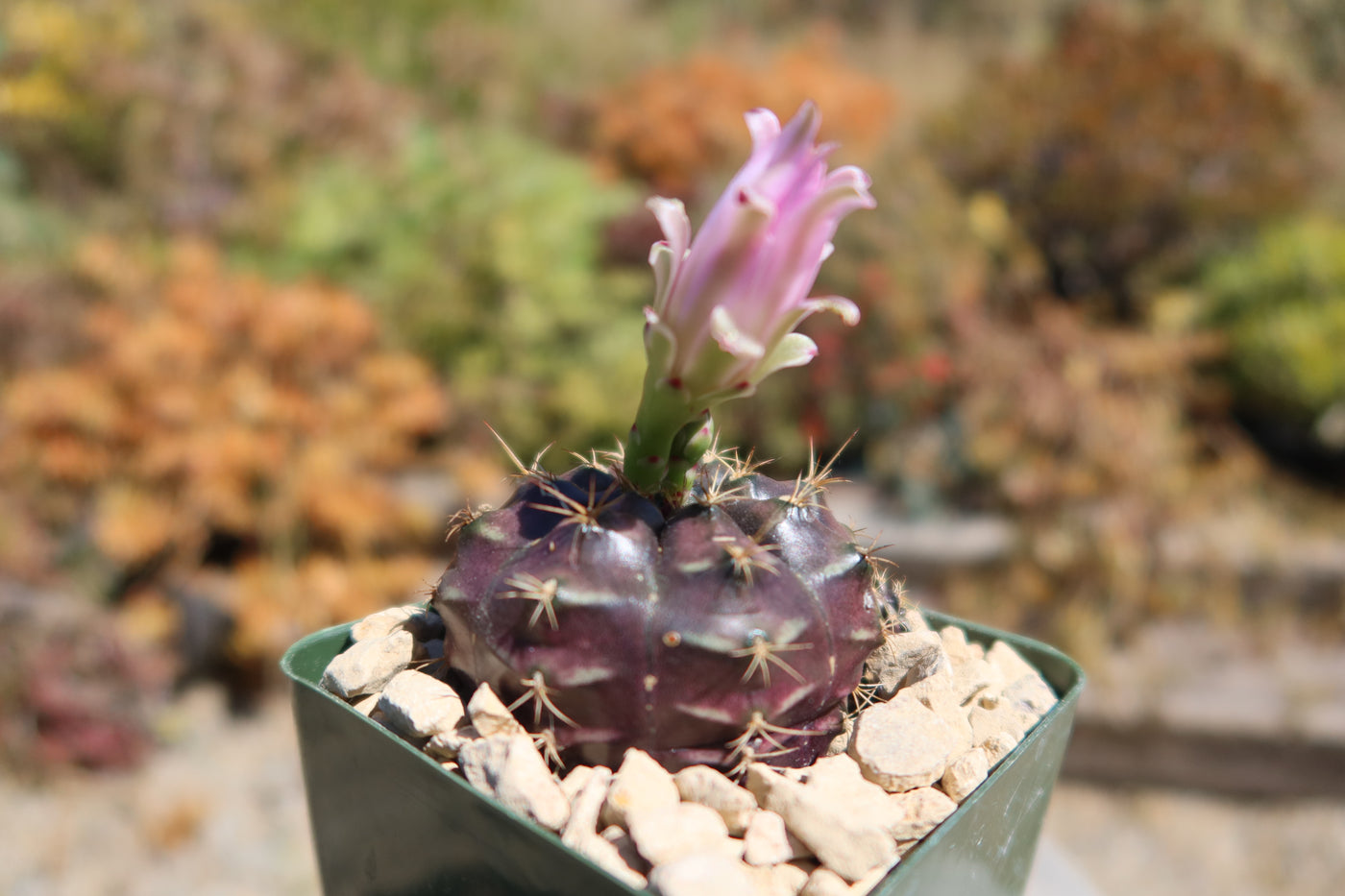 Gymnocalycium damsii rotundulum