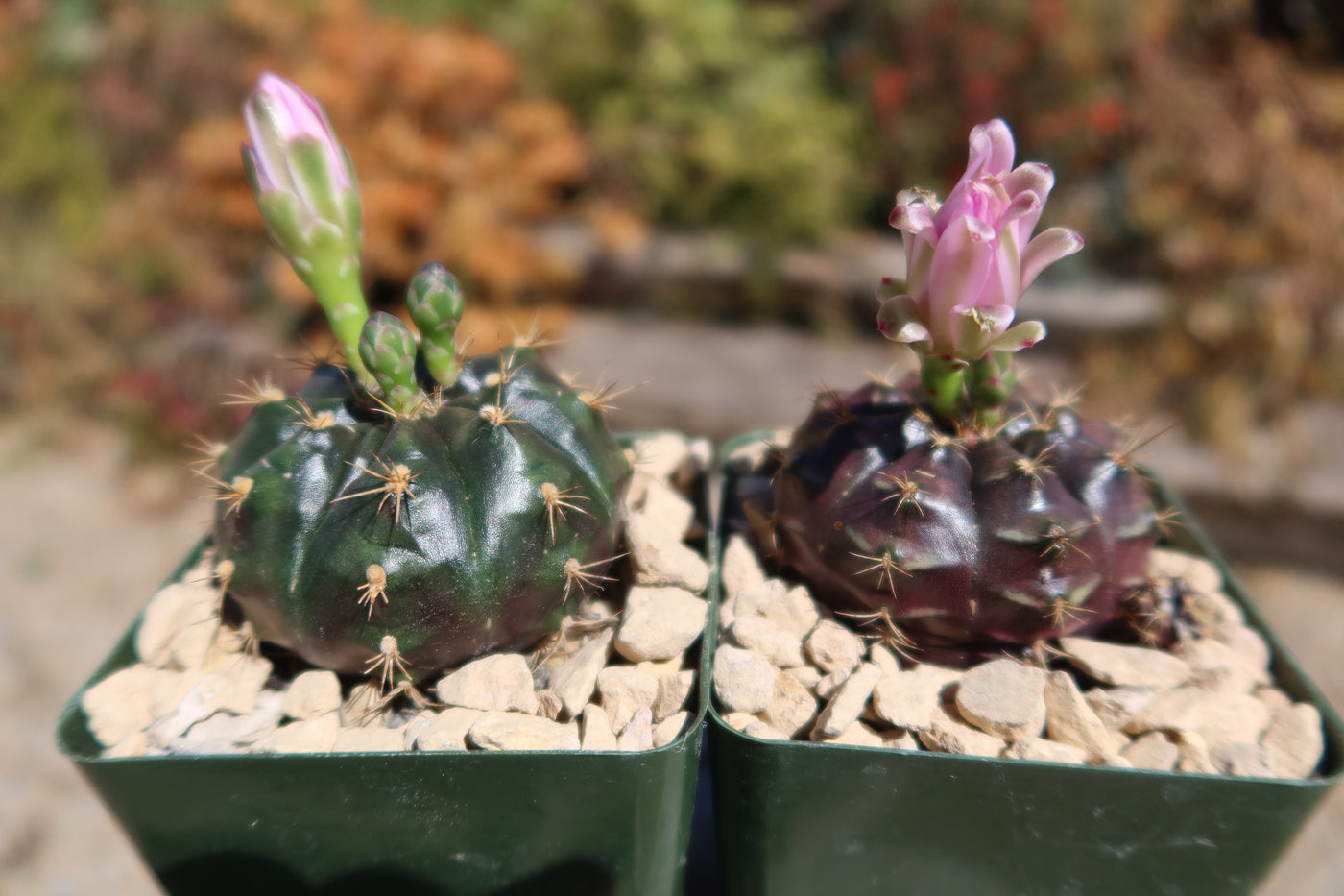 Gymnocalycium damsii rotundulum