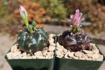Gymnocalycium damsii rotundulum