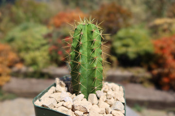 Polaskia chende 6