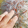 Old Man of the Andes Cactus -  Oreocereus celsianus