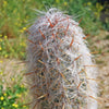 Old Man of the Andes Cactus -  Oreocereus celsianus