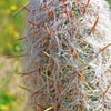 Old Man of the Andes Cactus -  Oreocereus celsianus