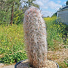 Old Man of the Andes Cactus -  Oreocereus celsianus