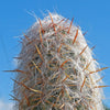 Old Man of the Andes Cactus -  Oreocereus celsianus