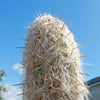 Old Man of the Andes Cactus -  Oreocereus celsianus