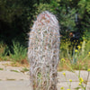 Old Man of the Andes Cactus -  Oreocereus celsianus