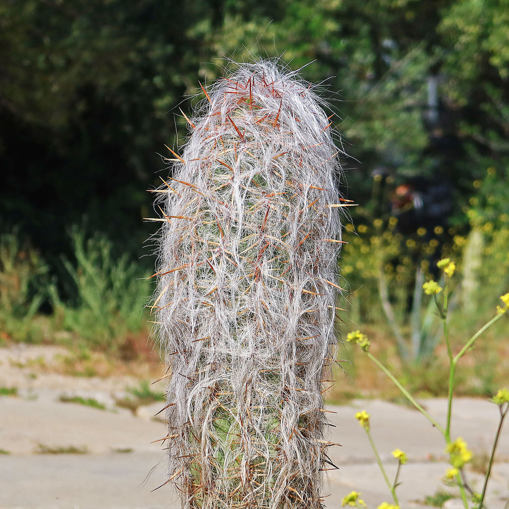 Old Man of the Andes Cactus -  Oreocereus celsianus