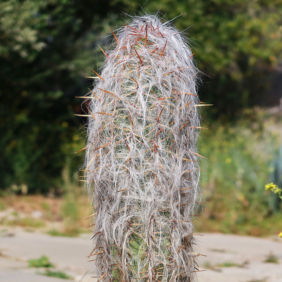 A hotsell Rare Giant Old Man of the Andes, Red Spine Cactus or Oreocereus Celsianus