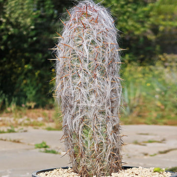 old man succulent Old Man of the Andes Cactus - Oreocereus celsianus
