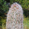 Old Man of the Andes Cactus -  Oreocereus celsianus