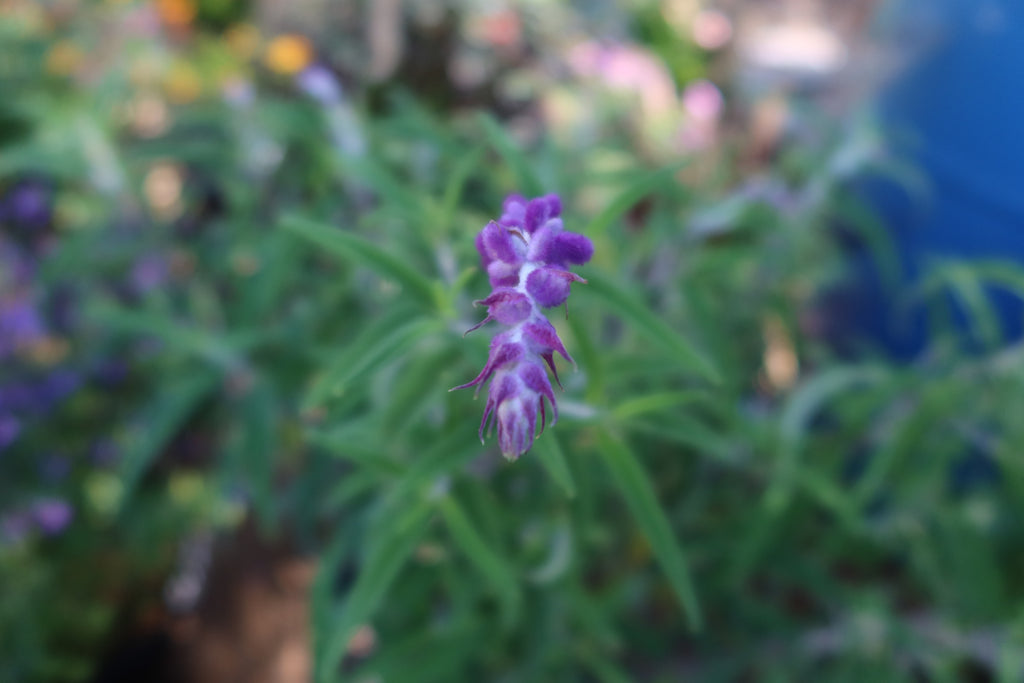 Purple Mexican Sage ‘Salvia leucantha Midnight’