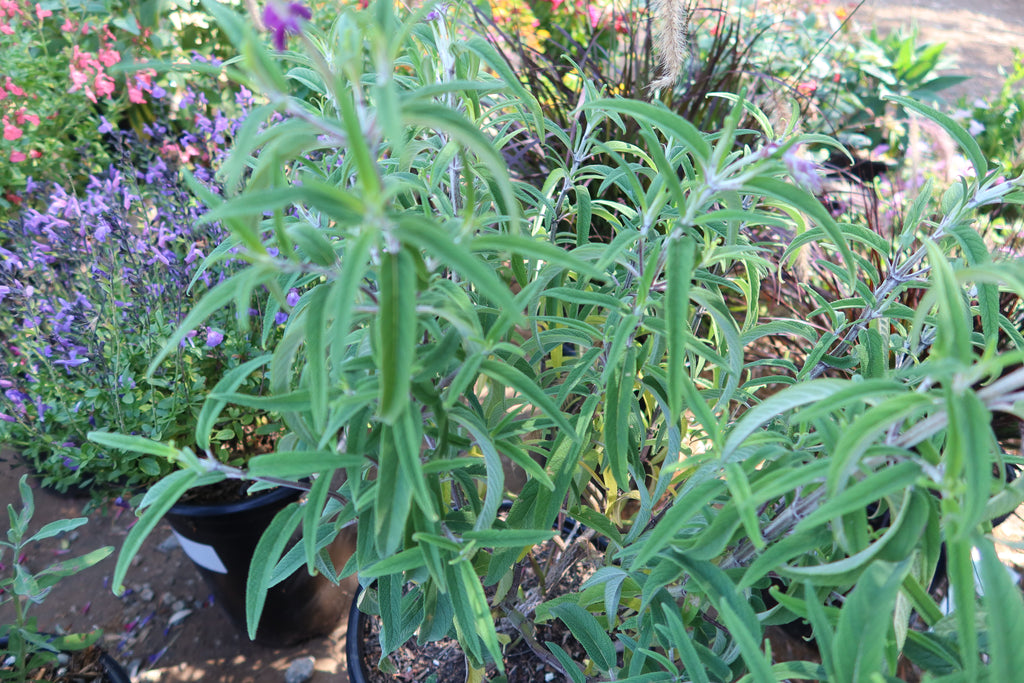Purple Mexican Sage ‘Salvia leucantha Midnight’