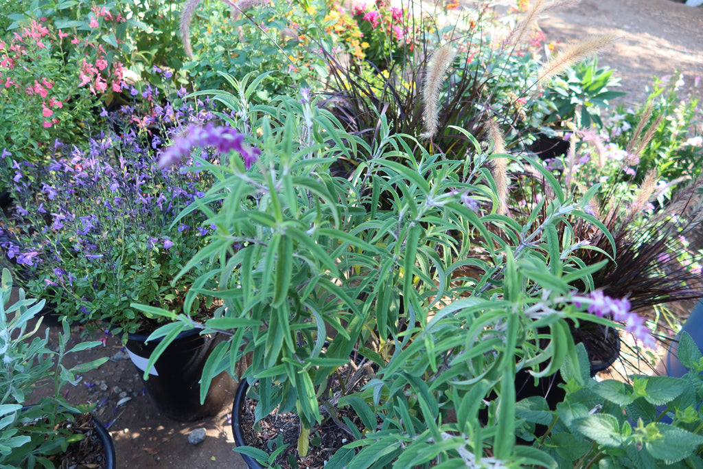 Purple Mexican Sage ‘Salvia leucantha Midnight’