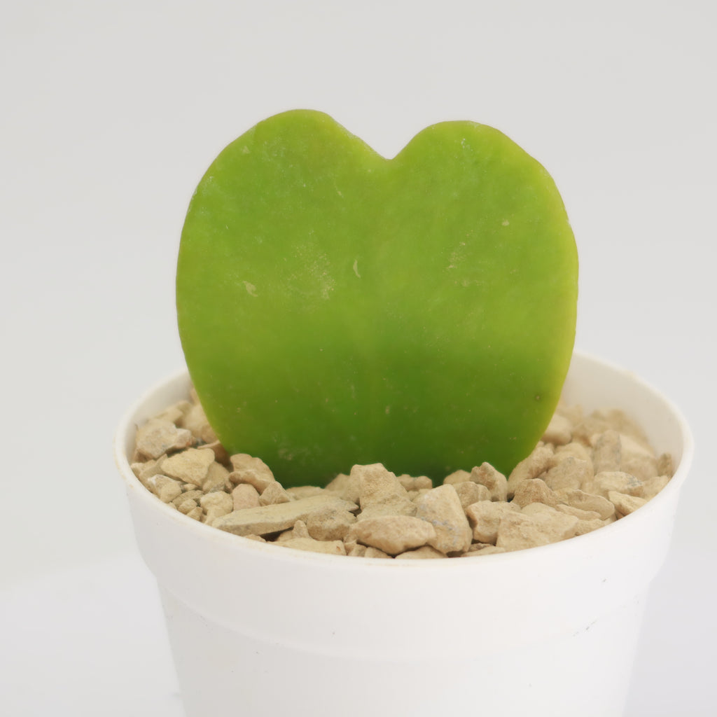 Hoya Heart Plant ‘Hoya kerrii’ Lovers Day Valentines Gift – Single & Double Hearts
