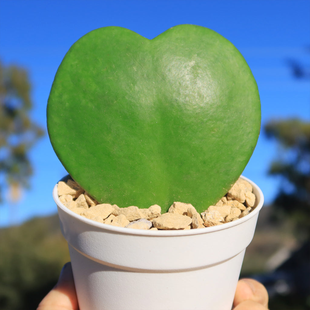 Hoya Heart Gift Plant in White Pot