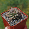 Jade Necklace Plant - Crassula ausensis titanopsis 6