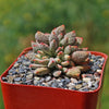 Jade Necklace Plant - Crassula ausensis titanopsis 7