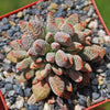 Jade Necklace Plant - Crassula ausensis titanopsis 2