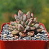 Jade Necklace Plant - Crassula ausensis titanopsis 5